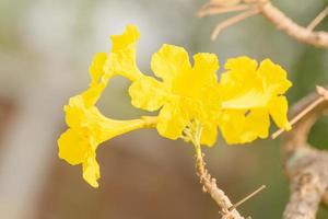 as flores são lindas e refrescantes foto