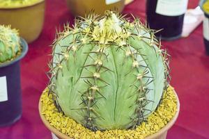 cacto é uma planta que está no deserto. é desidratação perene. portanto, pode ser colocado no deserto. foto