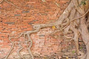 parede de pedra e textura de raízes de árvores feitas de pedra dura. foto