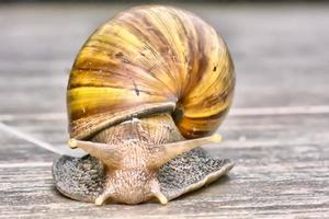 closeup de um caracol no chão de pedra. foto