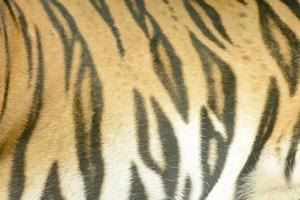 textura de pele de tigre foto