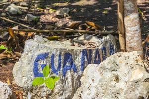 árvores tropicais plantas floresta natural rocha porto aventuras méxico. foto