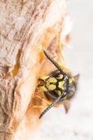 vespa comum em uma banana podre. foto