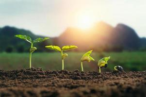 conceito de passo crescente de mudas de plantas agrícolas com fundo de montanha e nascer do sol foto