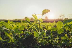 plantação de soja agrícola em campo com fundo por do sol foto