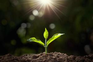 pequena planta crescendo no jardim com luz solar foto