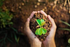 vista superior mão segurando a planta jovem crescendo. conceito eco e dia da terra foto