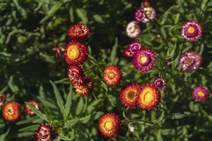 flor de flor de palha colorida crescendo no jardim foto