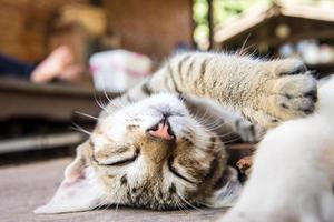 gato dormindo no chão de madeira foto