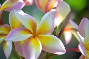 bela flor de frangipani ou plumeria usando em spa, conceito de fundo de relaxamento de spa de meditação zen e equilíbrio de vida foto