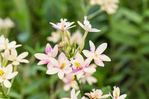 orquídea epidendrum ou orquídea pérola rosa foto