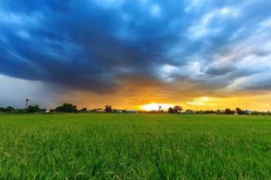 campo de arroz ao pôr do sol com nuvens mal-humoradas foto