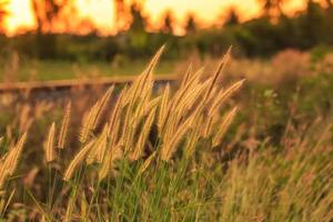 flor de grama dourada brilhante ao lado da ferrovia no pôr do sol foto