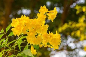 tecoma stans ou trumpetbush amarelo foto