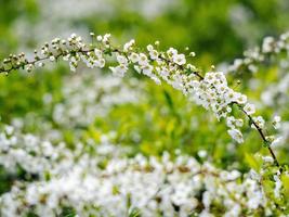 pequenas flores brancas em uma haste foto