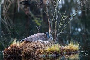 ganso do canadá agachado no ninho em um lago foto