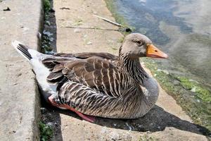 um close-up de um ganso greylag foto