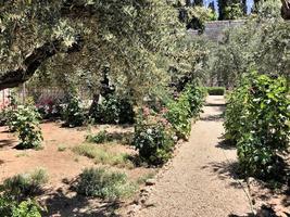 uma vista do jardim de gethsemane em jerusalém em israel foto