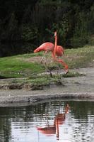 uma visão de um flamingo na água foto