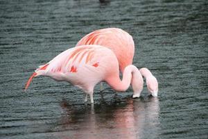 vista de um flamingo foto