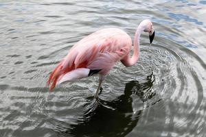 uma visão de um flamingo na água foto