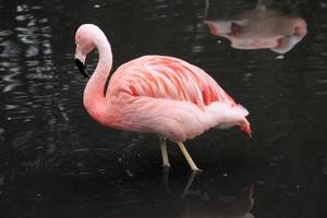 uma visão de um flamingo na água foto