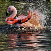 uma visão de um flamingo na água foto