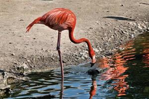 vista de um flamingo foto