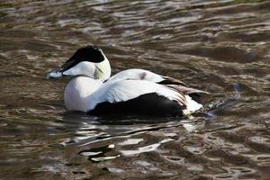 um close-up de um pato eider foto