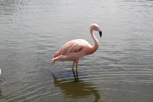 uma visão de um flamingo na água foto