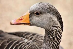 um close-up de um ganso greylag foto