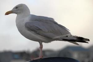 uma visão de uma gaivota de arenque perto do mar foto