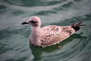 uma visão de uma gaivota de arenque perto do mar foto