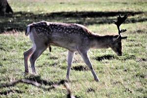 uma visão de um gamo foto