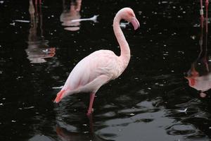 uma visão de um flamingo na água foto