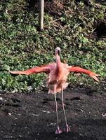 uma visão de um flamingo na água foto