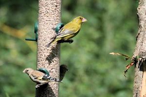 um greenfinch em um alimentador de pássaros foto