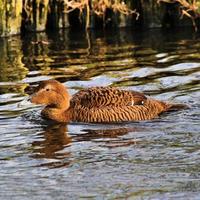 um close-up de um pato eider foto