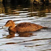 um close-up de um pato eider foto