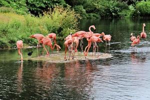 uma visão de um flamingo na água foto