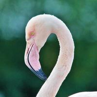 vista de um flamingo
