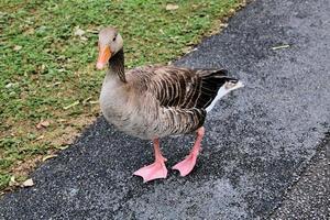 um close-up de um ganso greylag foto