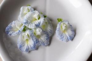 flor de ervilha borboleta branca com pontos azuis sobre fundo branco, flor comestível asiática. foto