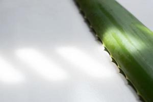 folha verde de aloe vera sobre fundo branco. foto