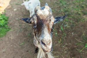 bonitinho relaxante na fazenda em dia de verão. cabras domésticas pastando em pastagens e mastigando, fundo rural. cabra na fazenda ecológica natural crescendo para dar leite e queijo. foto