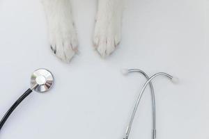 patas de cachorrinho border collie e estetoscópio isolado no fundo branco. cachorrinho na recepção no médico veterinário na clínica veterinária foto