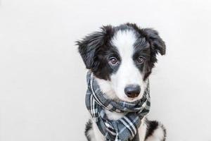 retrato de estúdio engraçado de bonito sorridente cachorrinho border collie vestindo roupas quentes cachecol em volta do pescoço isolado no fundo branco. retrato de inverno ou outono do novo membro adorável da família cachorrinho. foto