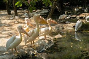 spot billed pelican, pelecanus philippensis, as aves do zoológico. animais lindos e fofos. foto