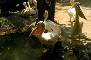 spot billed pelican, pelecanus philippensis, as aves do zoológico. animais lindos e fofos. foto