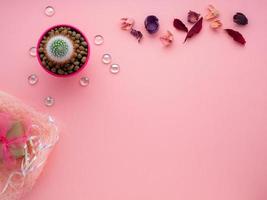 flor suculenta, cacto em vaso, folhas secas e caixa de presente em fundo rosa brilhante, vista superior